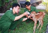 Chăm sóc bê con mất mẹ