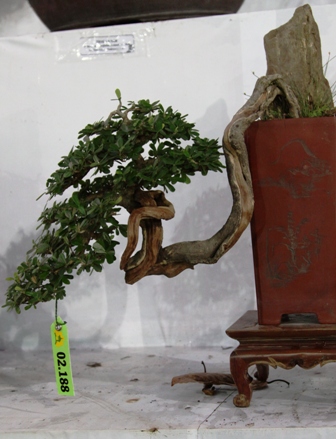 Sắc vàng rực rỡ tết SG
