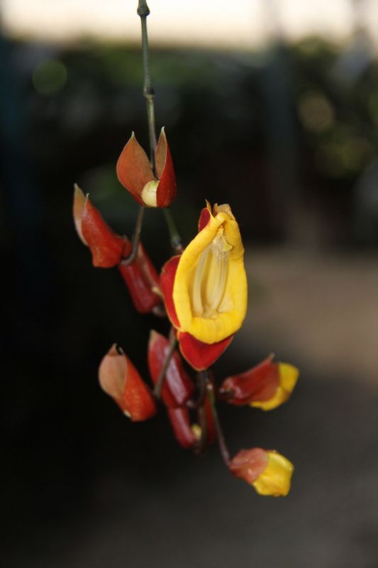 Hoa Đà Lạt - 3