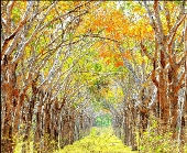 Mùa lá rừng cao su Nhơn Trạch.