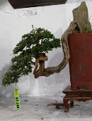 Sắc vàng rực rỡ tết SG