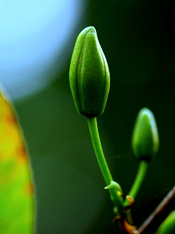 Sức sống mới