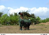 Vượt vật cản.