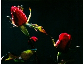 Nắng sớm