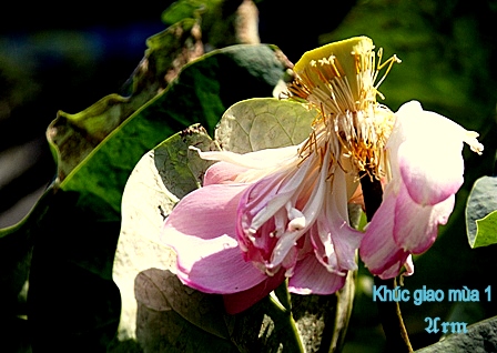 Khúc giao mùa-1