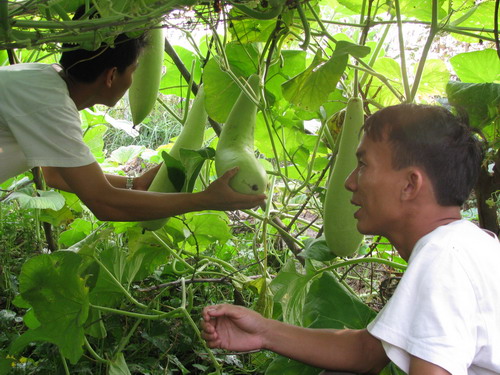 Vườn rau thanh niên