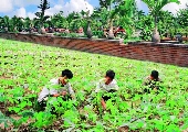 Vườn rau Lữ đoàn 25 Công binh