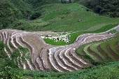 Ruộng bậc thang Lao Chải SaPa 