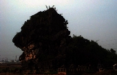 'Chú cún con'