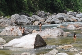 Hồn nhiên giữa đại ngàn