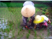 Cấy lúa