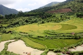Nương rẫy Điện Biên
