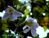 Hoa Cát Tường