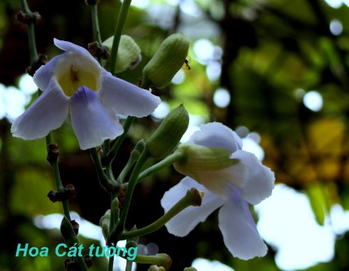 Hoa Cát Tường