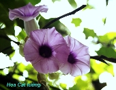Hoa Cát tường