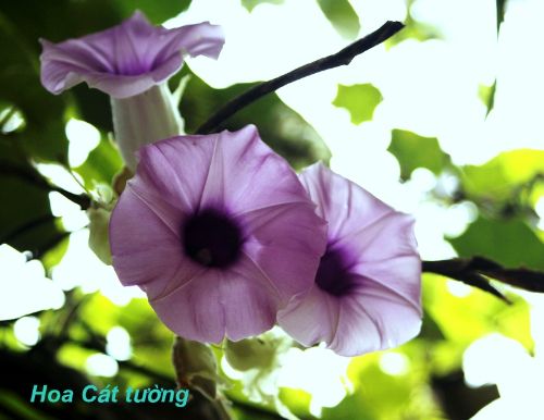 Hoa Cát tường