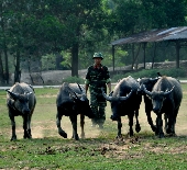 Đàn trâu tăng gia của đơn vị.
