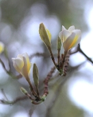Hoa sứ