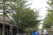 Cây Bàng Đài Loan